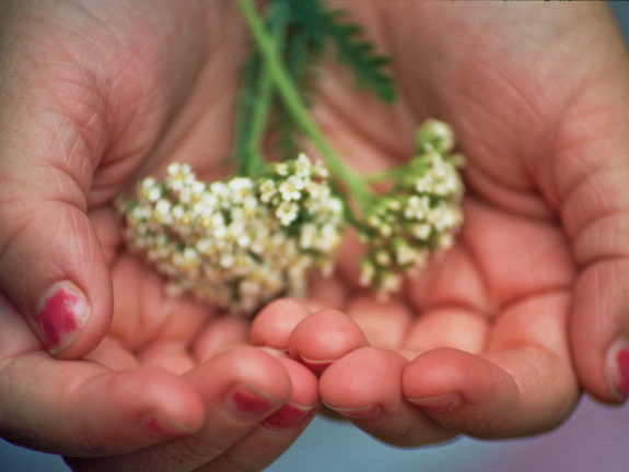 Hands with Yarrow